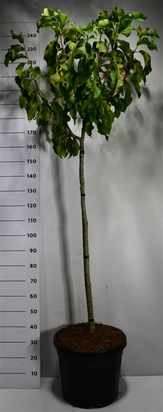 Magnolia 'Flamingo' - 120 CM Stem Cont.